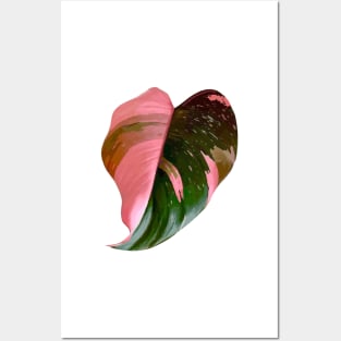 Pink Princess Philodendron Posters and Art